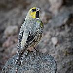 Yellow-bridled Finch / Melanodera xanthogramma