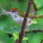 Common Tailorbird / Orthotomus sutorius