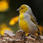 Citron-headed Yellow Finch / Sicalis luteocephala