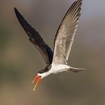 Африканский водорез / Rynchops flavirostris