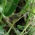 Palau Bush Warbler / Horornis annae