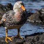 Falkland Steamer Duck / Tachyeres brachypterus