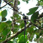 Венесуэльский сильф / Aglaiocercus berlepschi