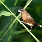 White-bellied Munia / Lonchura leucogastra