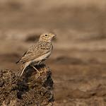 Sand Lark / Alaudala raytal