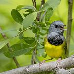 Mourning Warbler / Geothlypis philadelphia