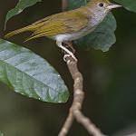 White-bellied Erpornis / Erpornis zantholeuca