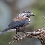 Southern Nutcracker / Nucifraga hemispila