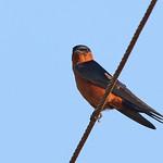 Rufous-bellied Swallow / Cecropis badia