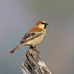 Plain-backed Sparrow / Passer flaveolus