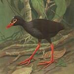 Лесная камышница / Gallinula silvestris