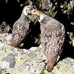 Кавказский улар / Tetraogallus caucasicus