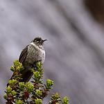 Blue-bearded Helmetcrest / Oxypogon cyanolaemus