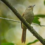 Оливковая курутия / Cranioleuca obsoleta
