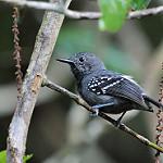 Silvery-flanked Antwren / Myrmotherula luctuosa