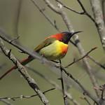 Fire-tailed Sunbird / Aethopyga ignicauda