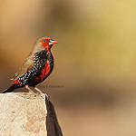 фото