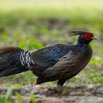 Kalij Pheasant / Lophura leucomelanos