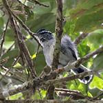 Ash-throated Antwren / Herpsilochmus parkeri