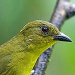 Yellow-lored Tanager / Chlorothraupis frenata
