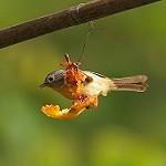 Yunnan Fulvetta / Alcippe fratercula