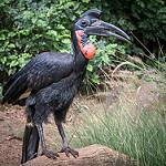 Абиссинский рогатый ворон / Bucorvus abyssinicus