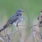 Grey-bellied Cuckoo / Cacomantis passerinus