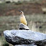 Andean Flicker / Colaptes rupicola