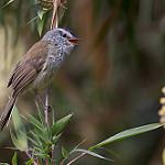 Unstreaked Tit-Tyrant / Uromyias agraphia