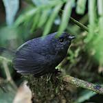 Певчий тапакуло / Scytalopus parvirostris