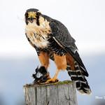 Апломадо / Falco femoralis