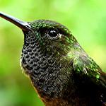 Hoary Puffleg / Haplophaedia lugens