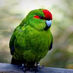 Краснолобый какарики / Cyanoramphus novaezelandiae