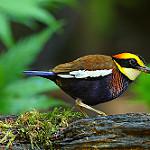 Желтолицая питта / Hydrornis schwaneri