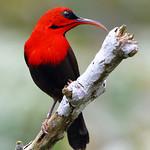 Magnificent Sunbird / Aethopyga magnifica
