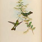 Pink-throated Brilliant / Heliodoxa gularis