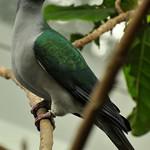 Очковый плодовый голубь / Ducula perspicillata