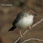 Цистикола-крошка / Cisticola nana