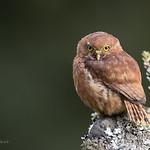 Costa Rican Pygmy Owl / Glaucidium costaricanum