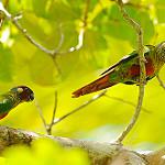 White-eared Parakeet / Pyrrhura leucotis