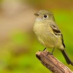 Западный мухолов / Empidonax difficilis