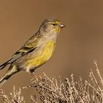 Лимонный вьюрок / Carduelis citrinella