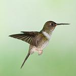 Ecuadorian Piedtail / Phlogophilus hemileucurus