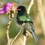 Ангольская нектарница / Cinnyris ludovicensis