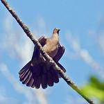 Свинцовый голубь / Patagioenas plumbea