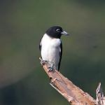 Белоспинный артам / Artamus insignis
