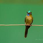 Violet-tailed Sylph / Aglaiocercus coelestis