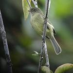 Mishana Tyrannulet / Zimmerius villarejoi