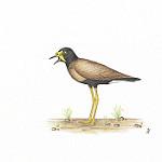 Яванский чибис / Vanellus macropterus
