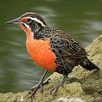 Long-tailed Meadowlark / Leistes loyca